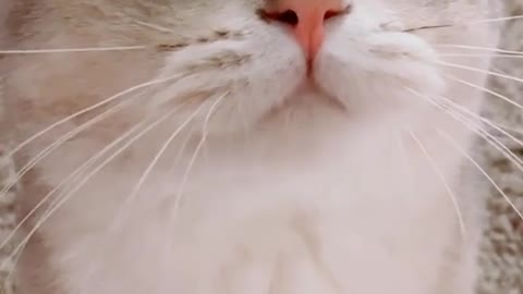 Cat make sound