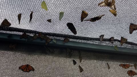 Sky River Butterfly Exhibit at OC fair 2023