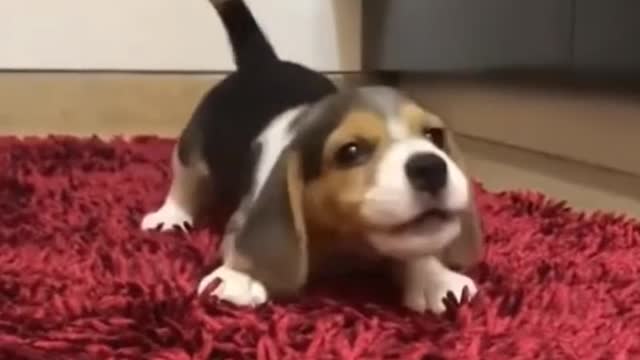 Cute awoo awoo