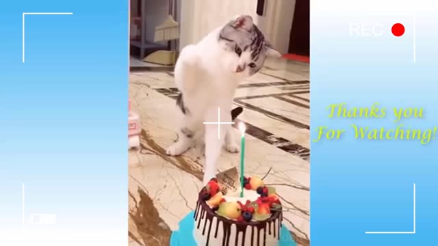 Compilation of cute pets and funny and entertaining animals