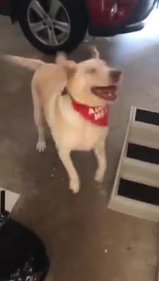 Ya no le pueden romper más el corazón a la perrita ciega y con sobrepeso abandonada hace 10 años