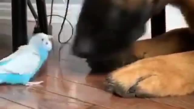 German shepherd meet with new friend