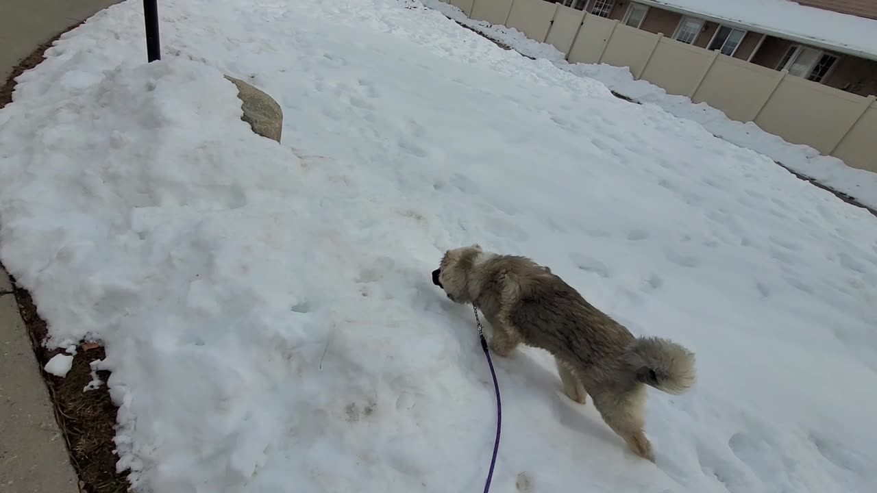 Pixie's 25th Day With Drew - Caucasian Ovcharka Dog - Caucasian Shepherd