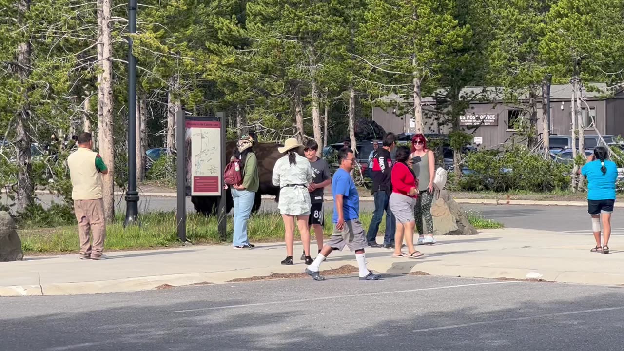 Tourists Approach Bison to Take Pictures in Yellowstone