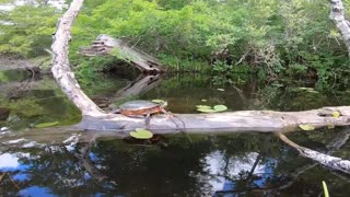Turtle