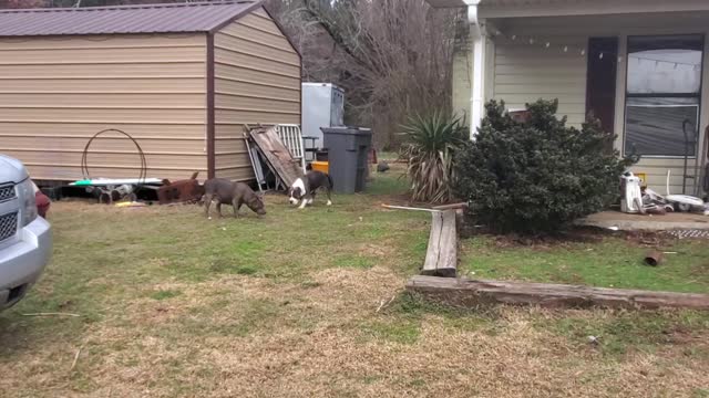 MsuBullyFarm Aliendawgs Bloodline 97924oo744