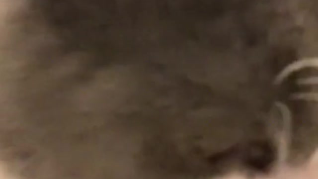 cute kitten