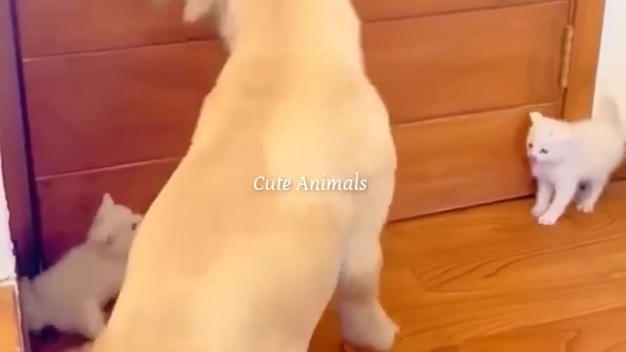 Animal funny video
