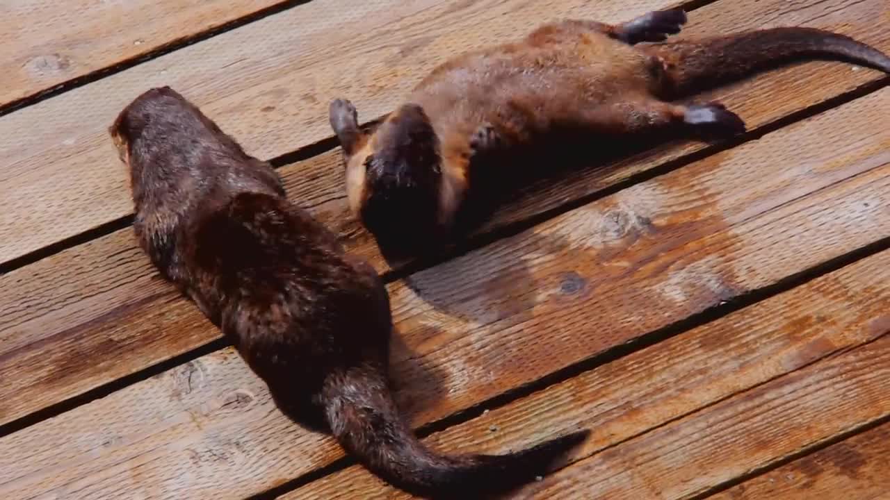 Friendly wild otters casually approach humans