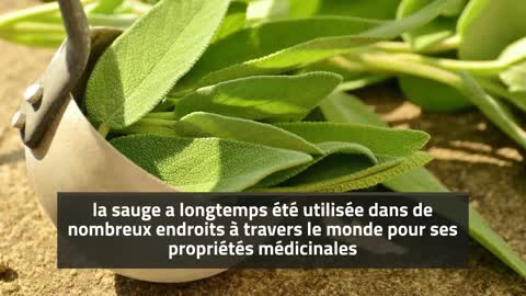 Tisane à la sauge | lerucherlareinedesvosges.fr | 06 89 84 61 72