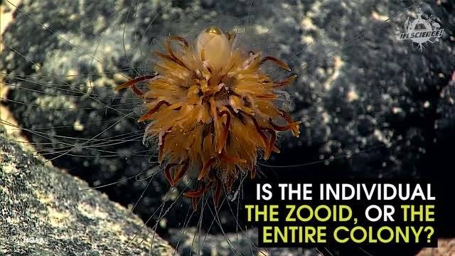 This Sea Critter Bears A Striking Resemblance To A Flower