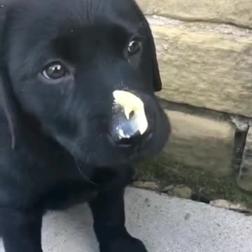 Pets, cats, dogs, and much more.