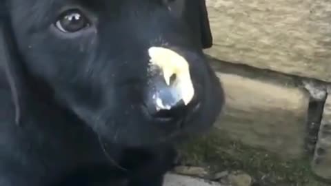 Pets, cats, dogs, and much more.