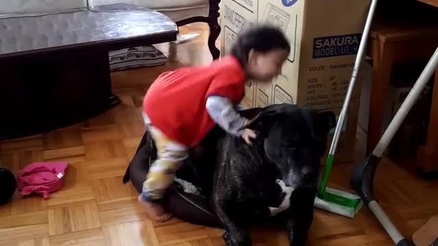 Toddler wants to ride on big dog