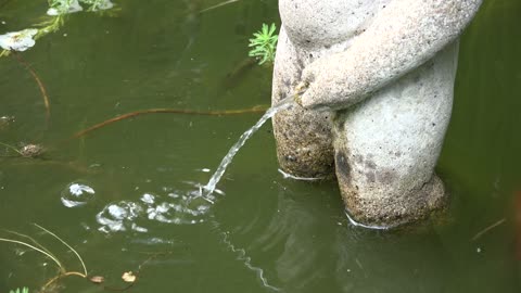 Pond With Koi