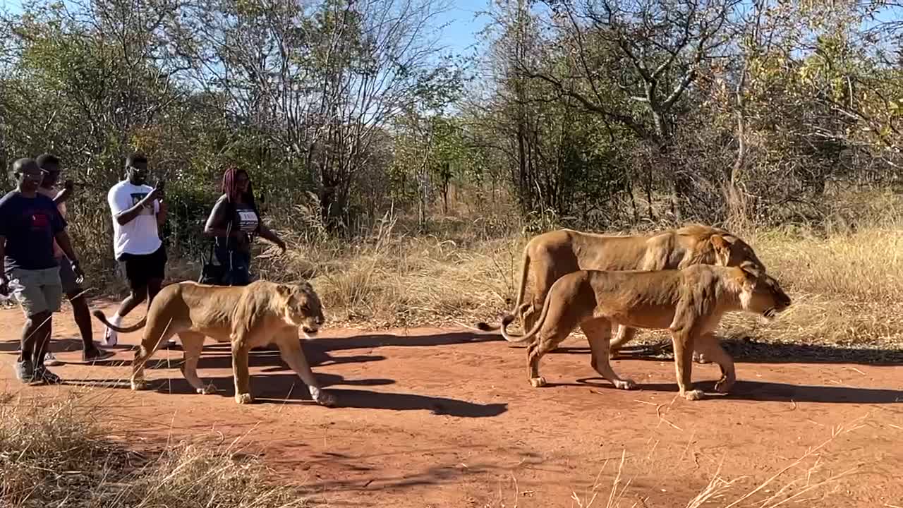 Walking with the lions in Zambia