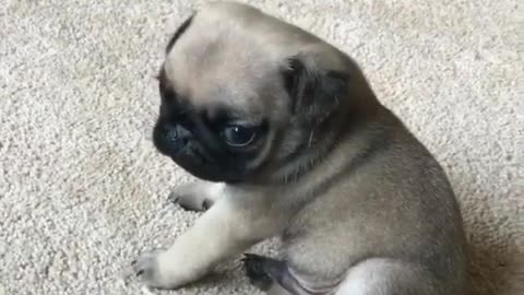 Funny Little Animals