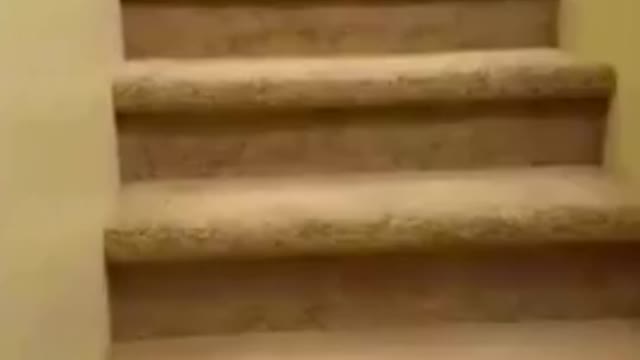 Animals some times fails