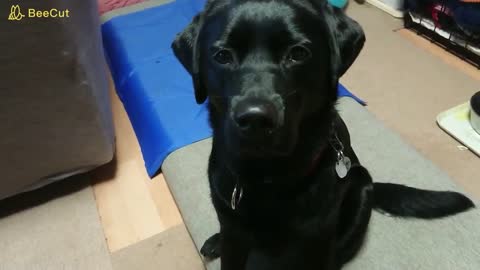 Black Lab's hand, another one.