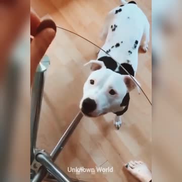 Cat and dog 🐱🐕 very Funny video part 2