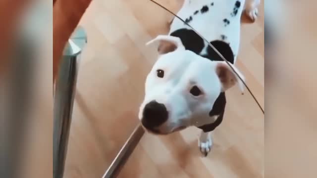 Cat and dog 🐱🐕 very Funny video part 2