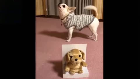Cute And Funny PetsTry Not To Laugh To These Pets Compilation Pet Lovers 2021