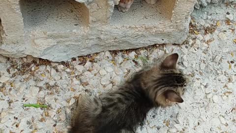 Little pussy cats are crazy!!!