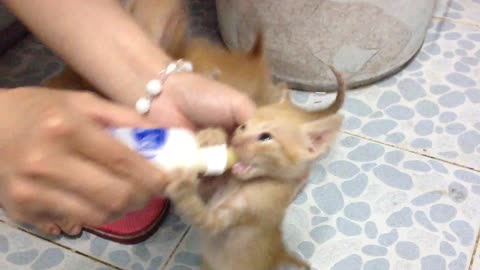 for lactating kittens