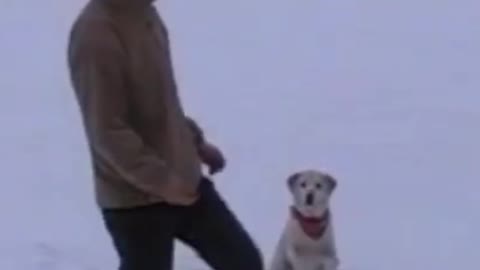 A labrador doing tricks in winter