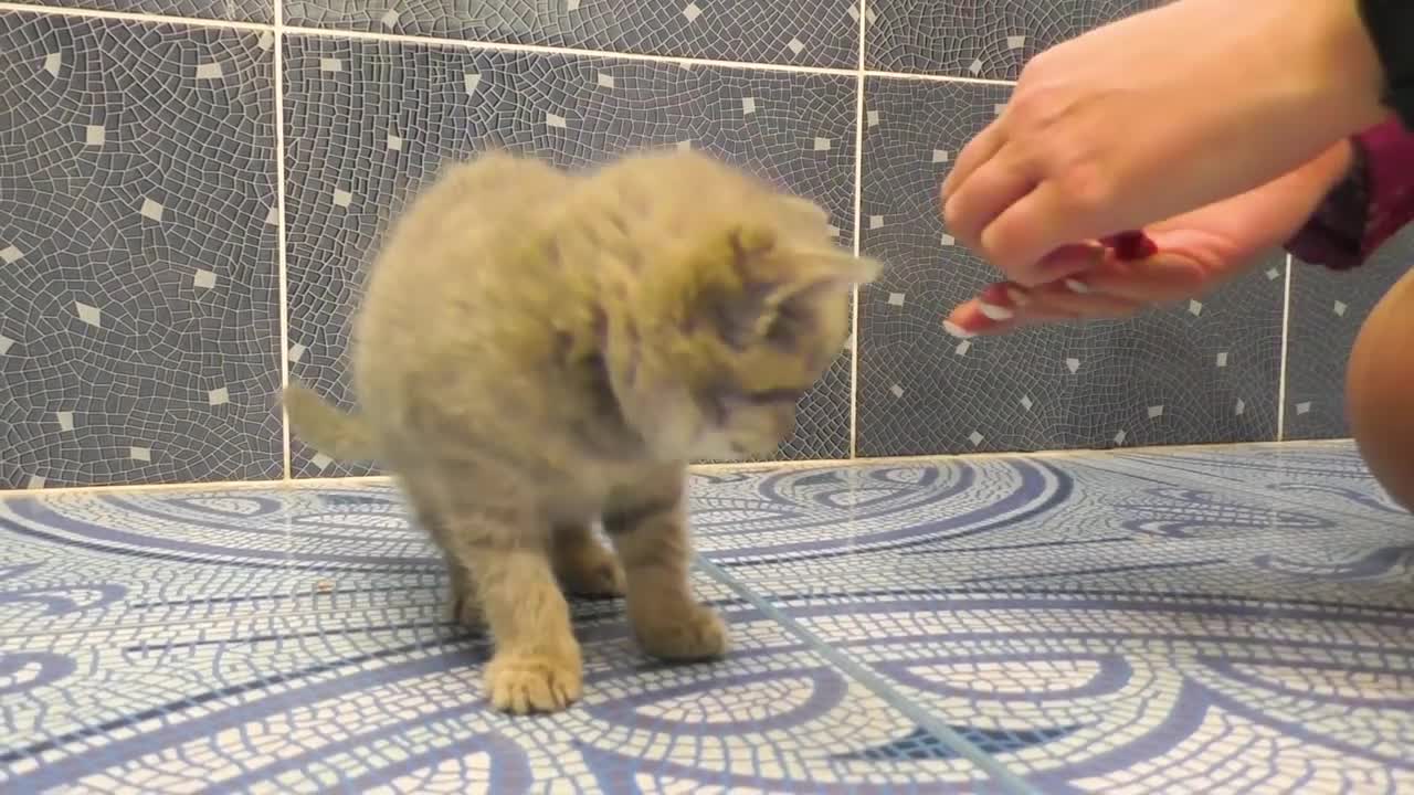 Kitten doesn't want to take a bath!