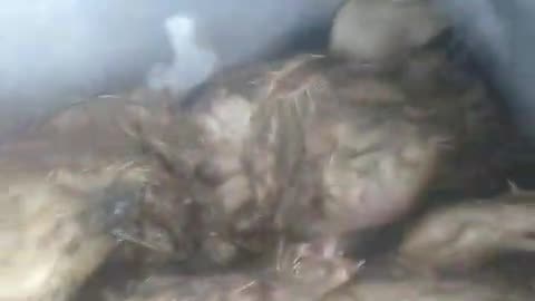 Ini pakan lele andalan, murah, yang penting kita rajin nyari dan mau mengolahnya