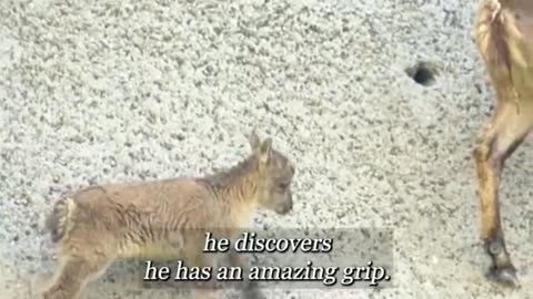 Nature Creature