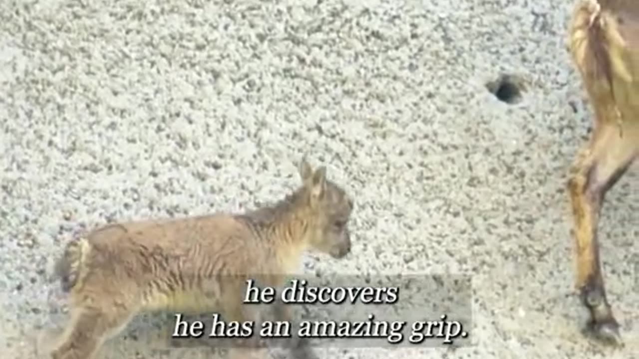 Nature Creature