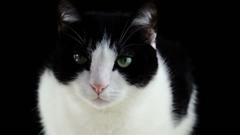 Cat /cat video/cut cat