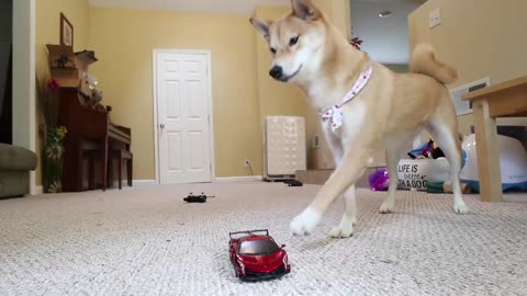 Dog attack car!!