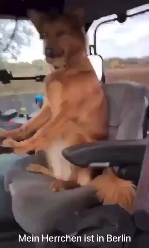 Während der Bauer demonstriert, übernimmt der Hund den Traktor