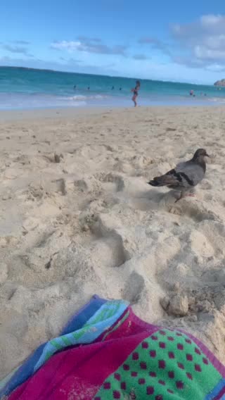 Beach day 11-17-2020