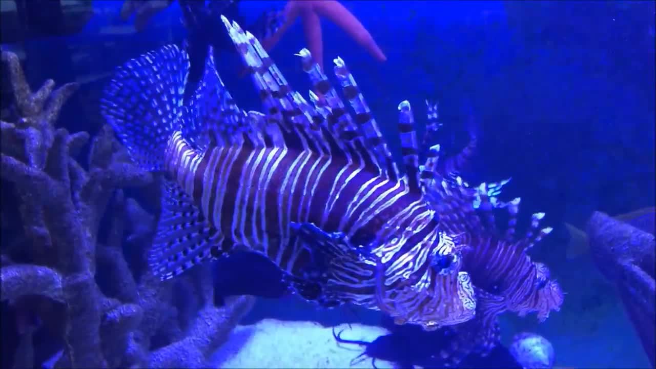 Spiky Fish