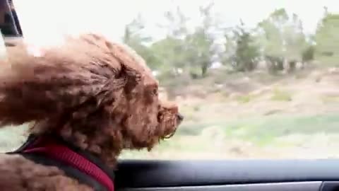 The most beautiful moments of the dog when the breeze blows