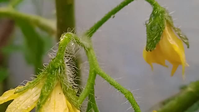 Quiz.. what plant it is?