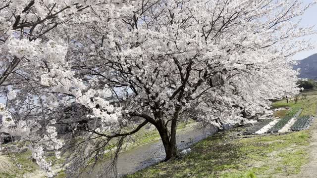 Sakura tree Japan