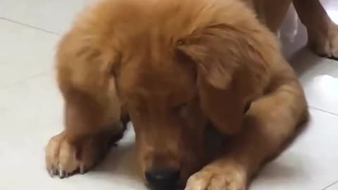 funny dog making friends with bug