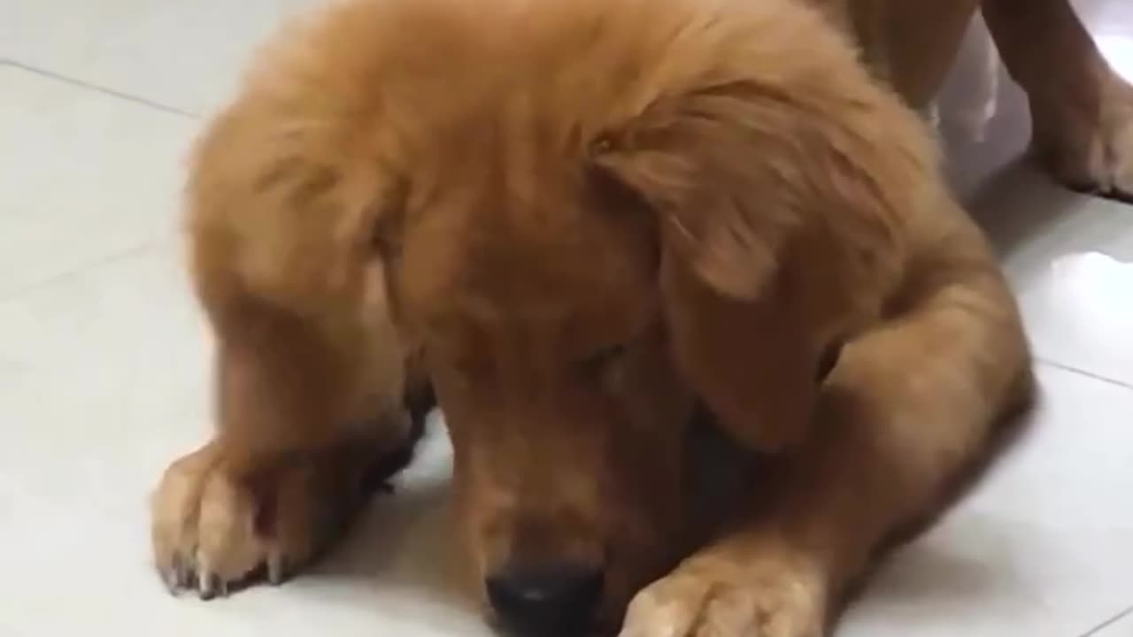 funny dog making friends with bug