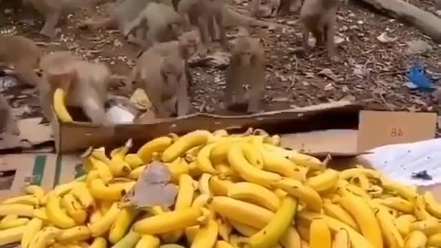 Sneaky chimps Loves Bananas