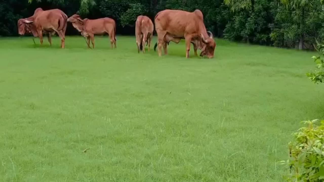 Vr on cow mouth