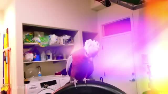 Rose Breasted Cockatoo Rocks Out