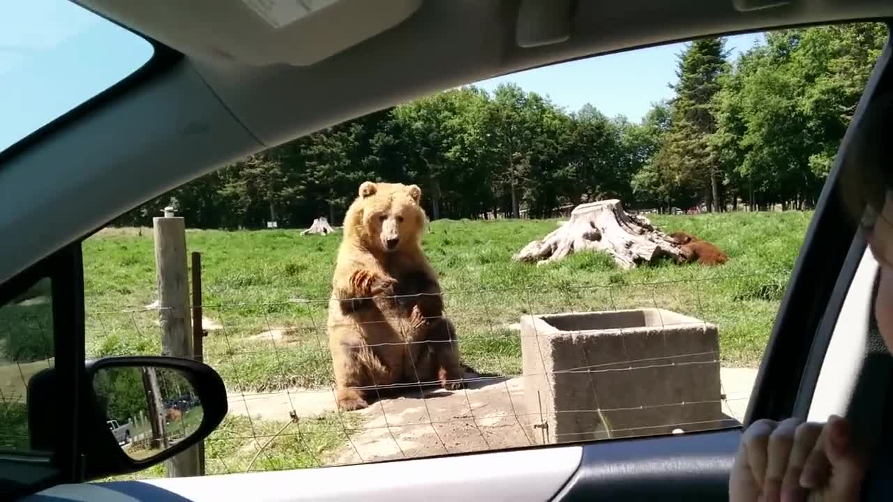 Awesome catch by the bear bread