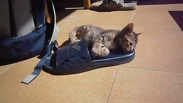 My baby cat playing with a slipper !