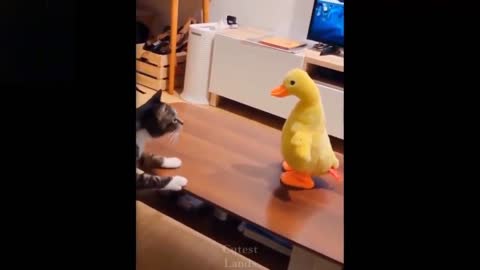 Funny animal video clip (cat vs duck)