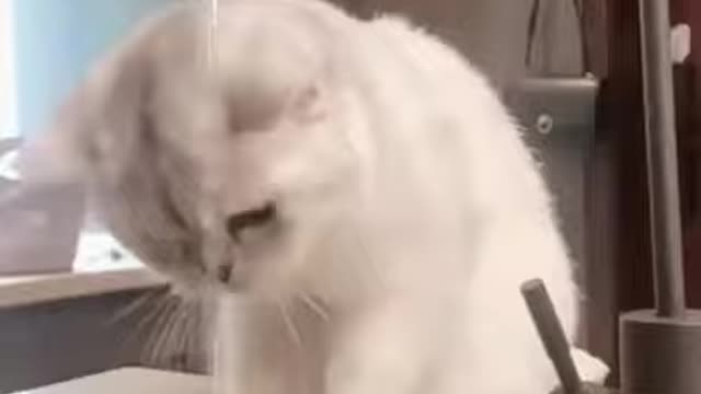 most charming and funniest cats.